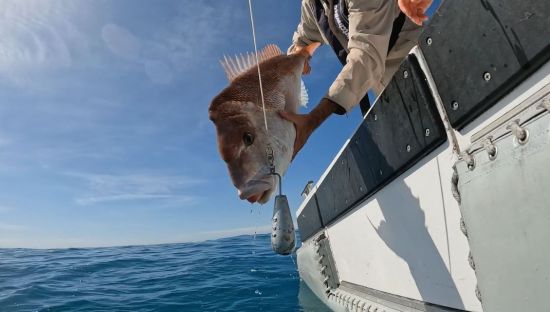 Image of snapper